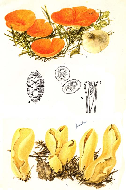 Dzieżka pomarańczowa